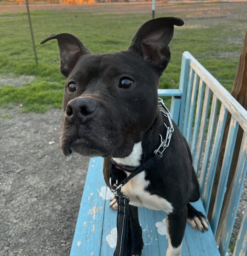 A rescue dog waiting on a bench