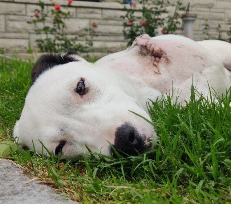 A rescue dog resting in the grass