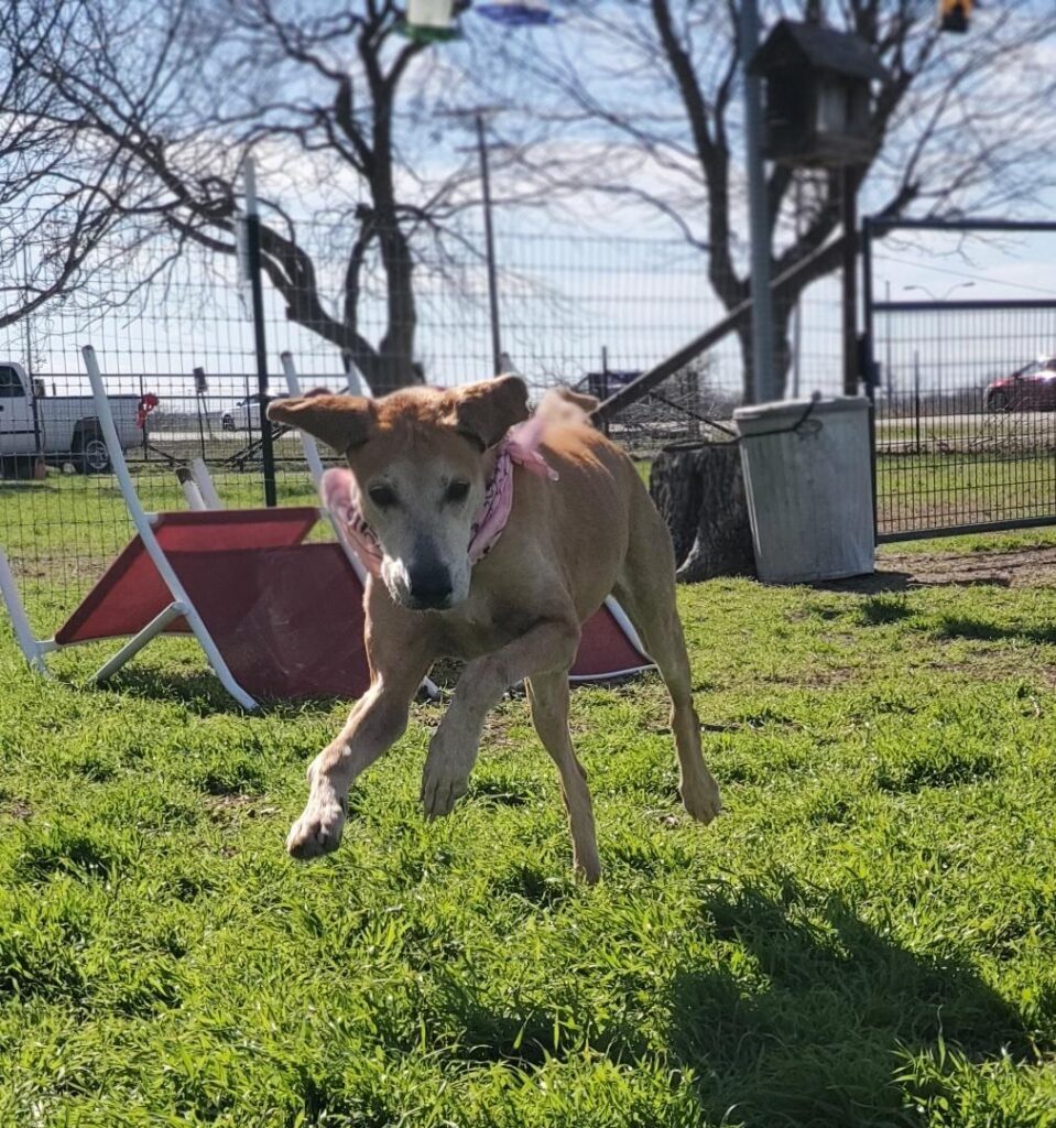 A dog moving through the fenced yard at Pearl's Place