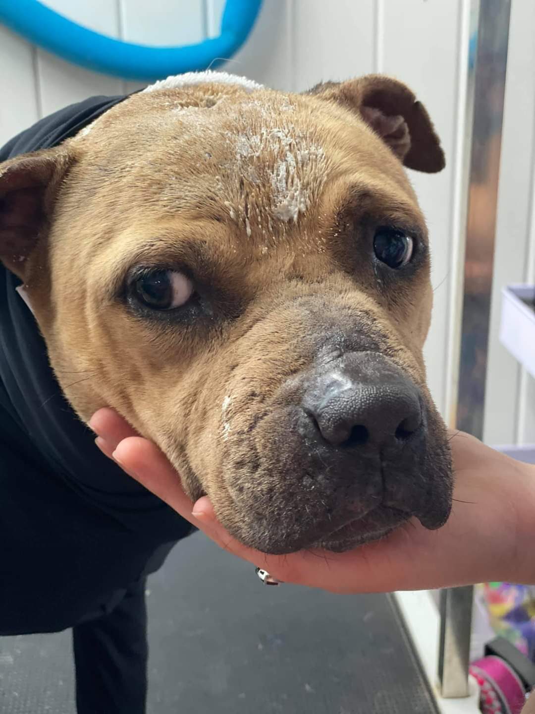 Close view of a rescue dog recovering from a skin condition