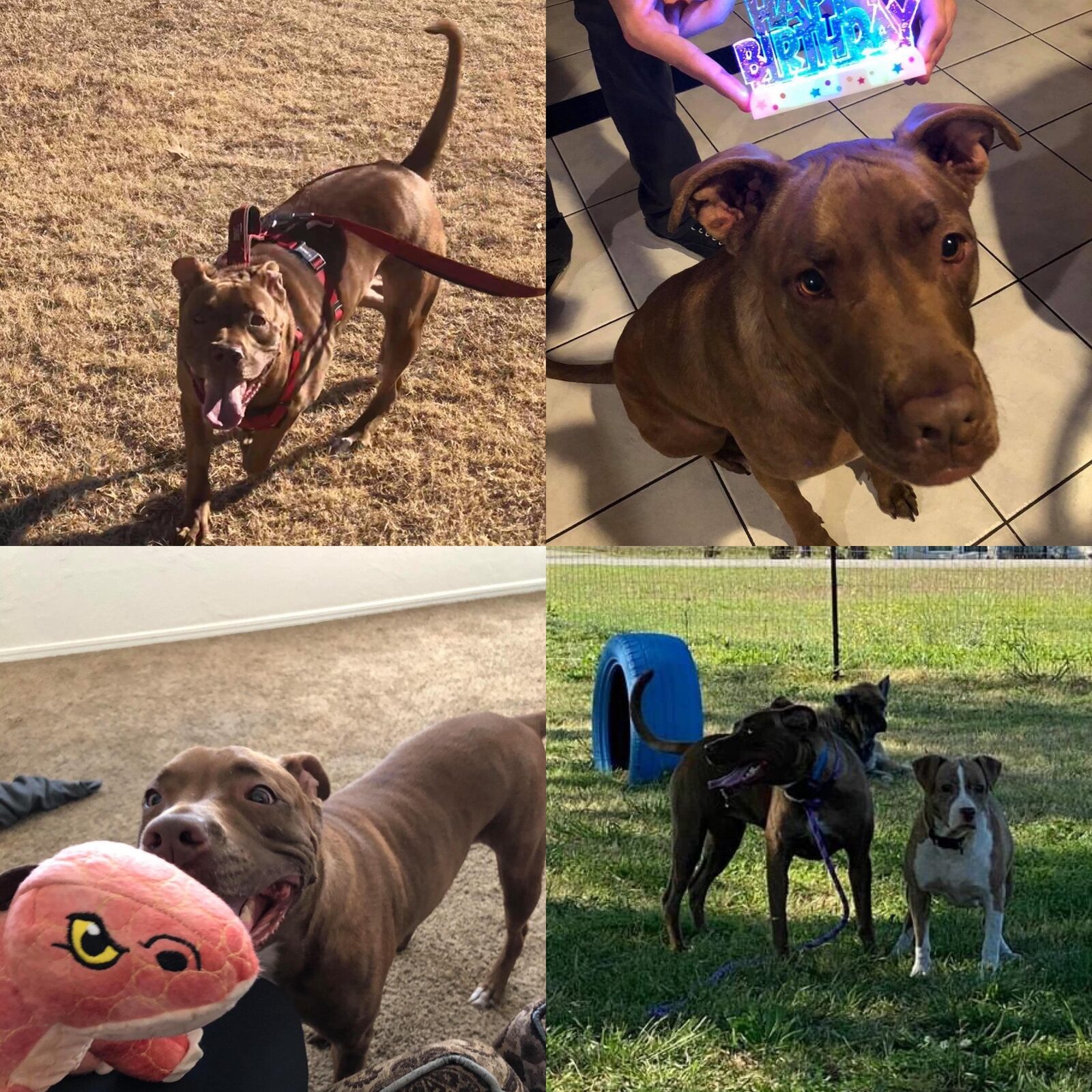 A brown pit bull mix playing in the yard with a plush toy