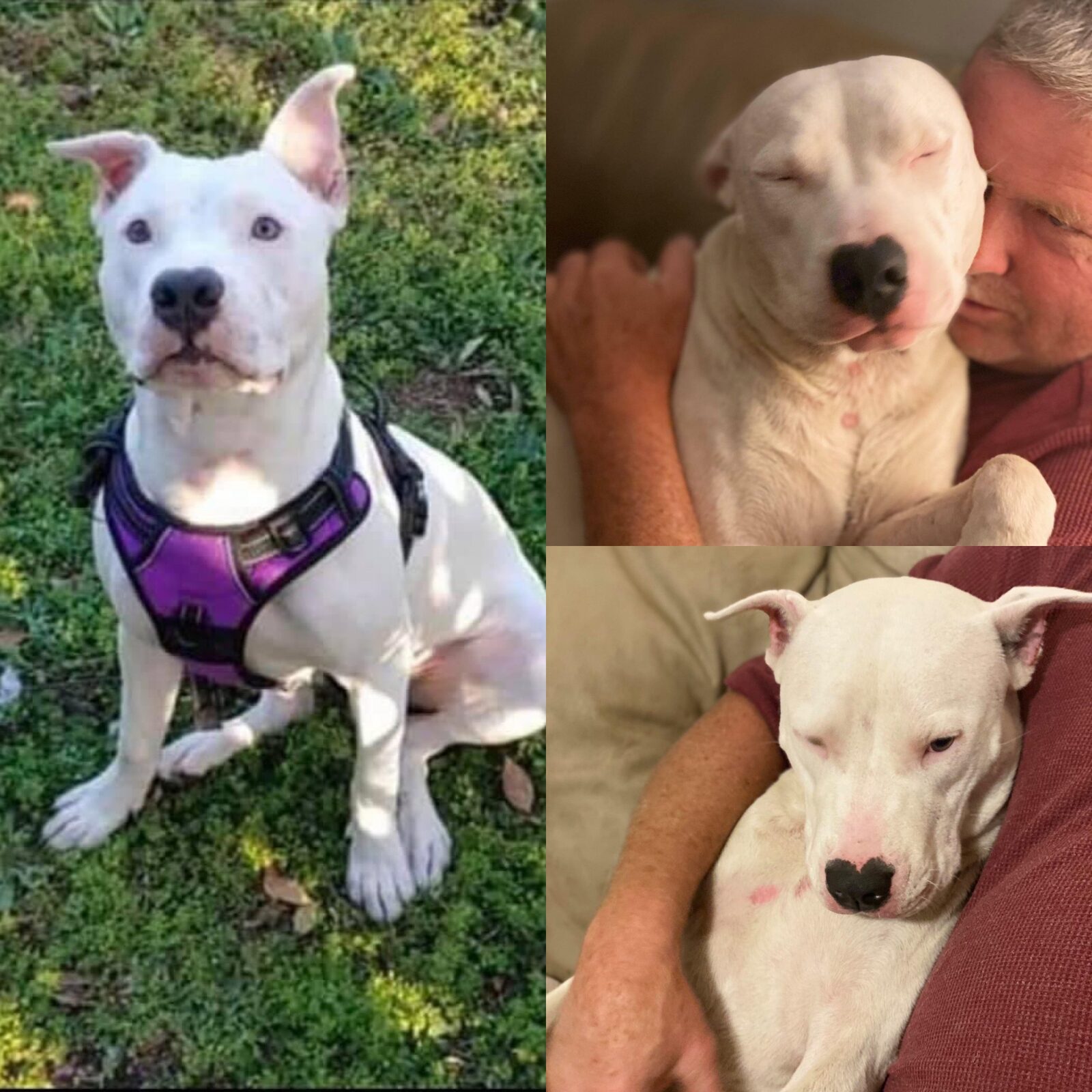 A white pit bull mix in a purple harness sitting in the grass
