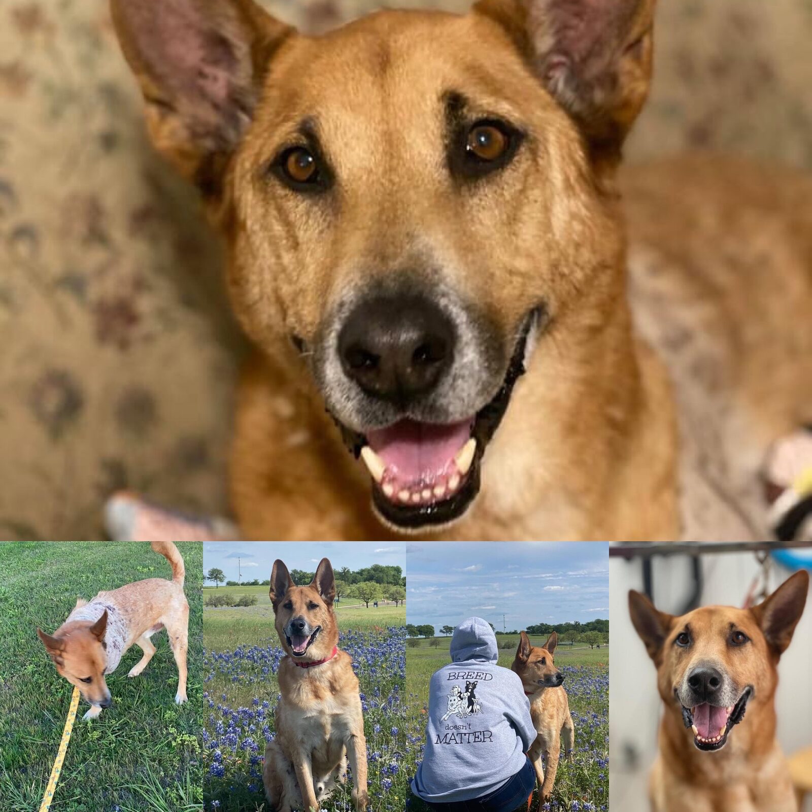 A tan shepherd mix smiling at the camera during a walk