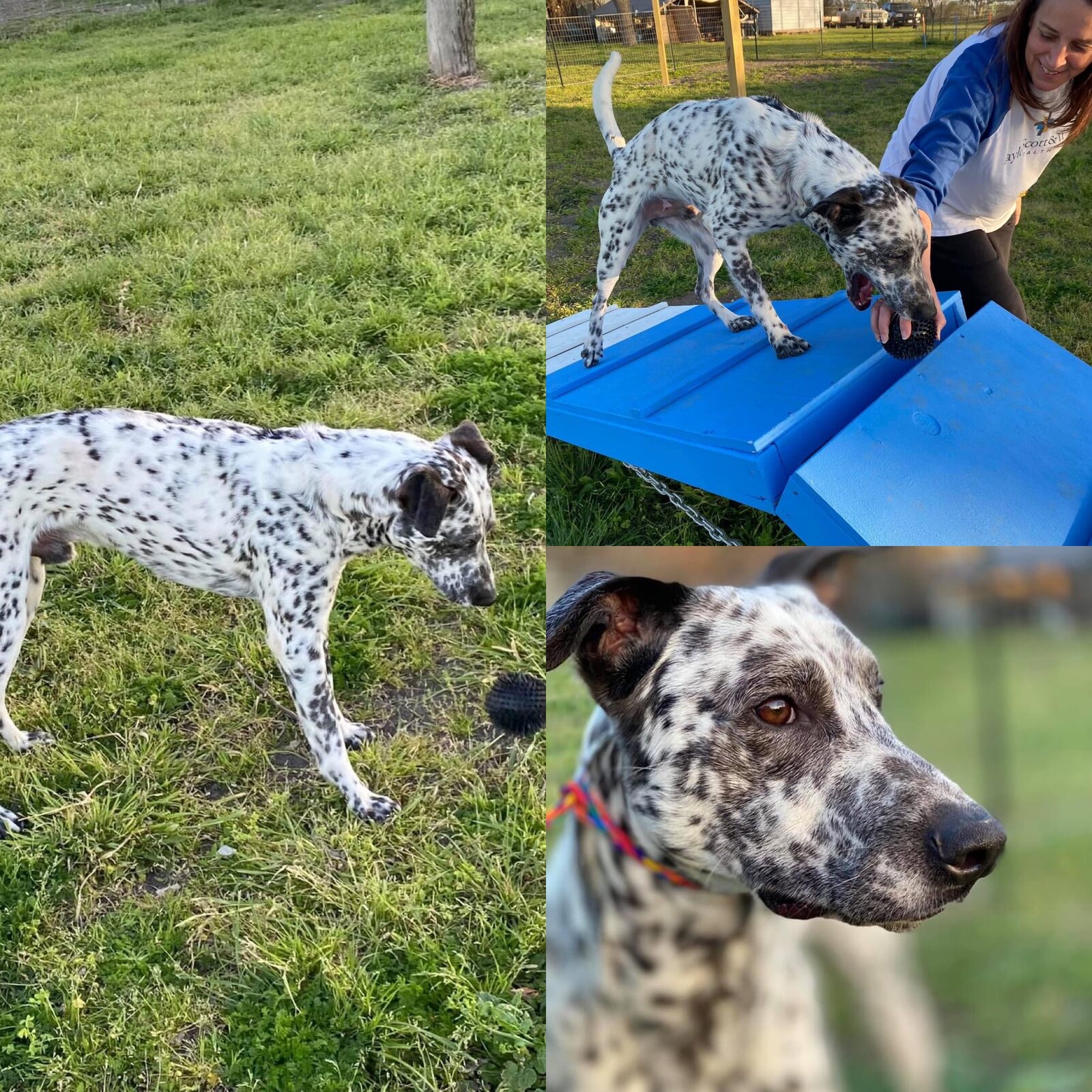 A spotted dalmatian mix standing in the grass and taking a bath