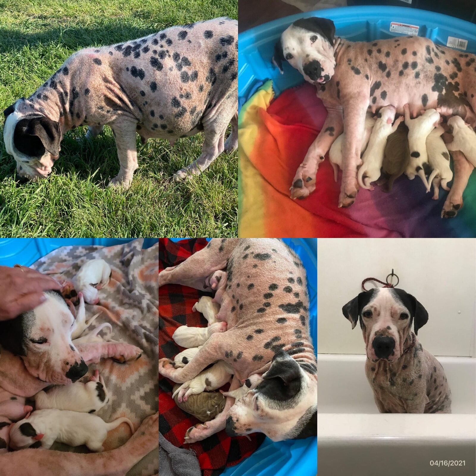 A spotted dog nursing a litter of puppies in a whelping pool
