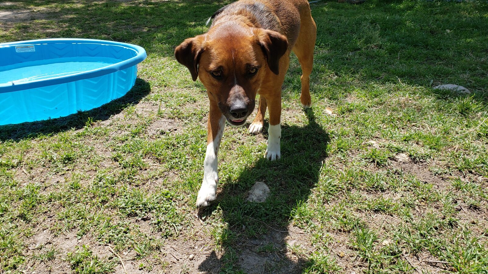 A dog crossing the open yard at Pearl's Place