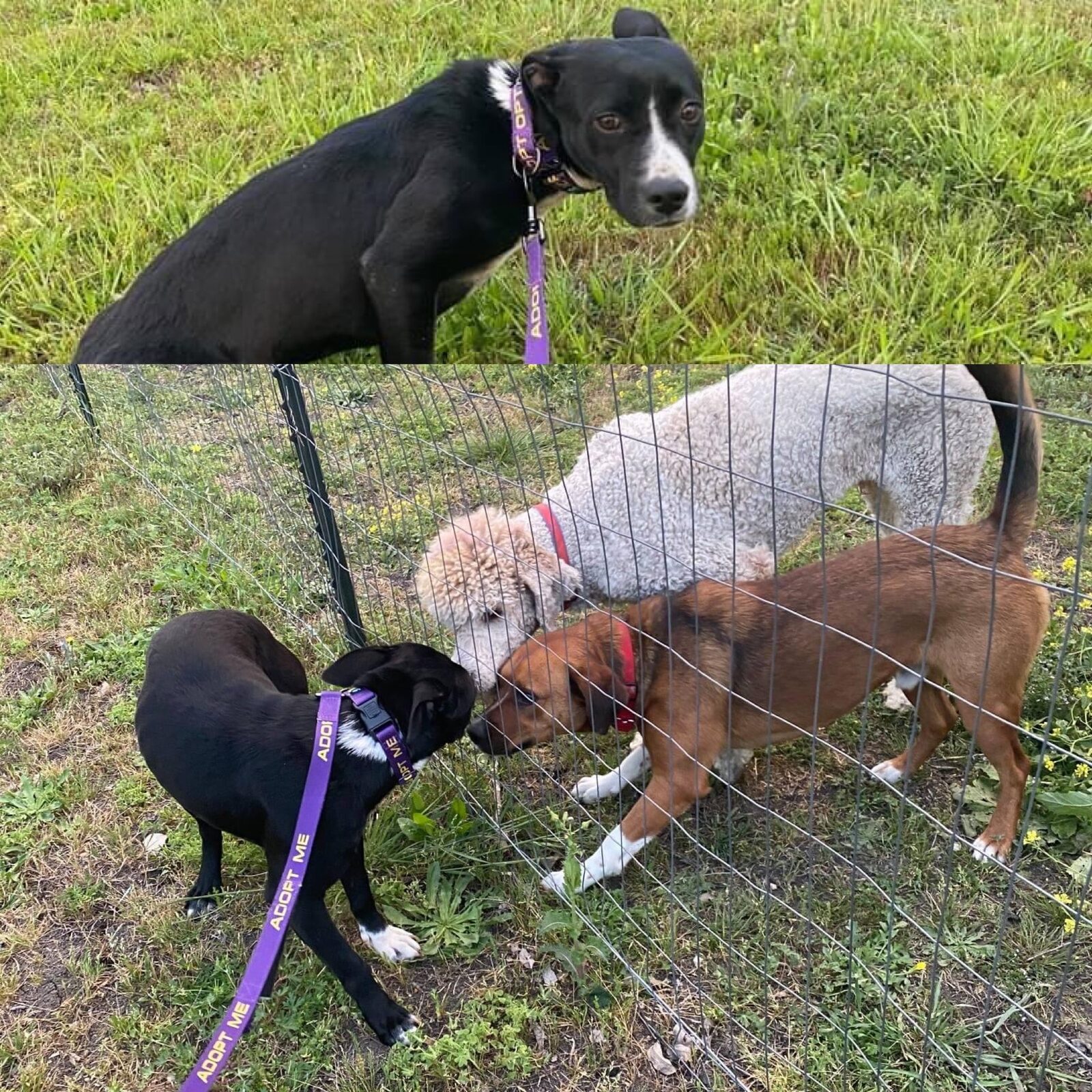 Three dogs greeting each other along the fence line