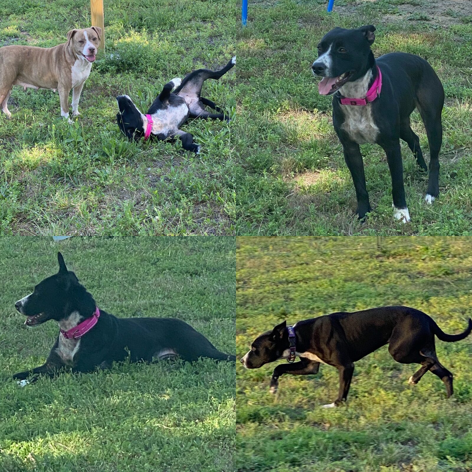 A black dog in a pink collar running across the yard