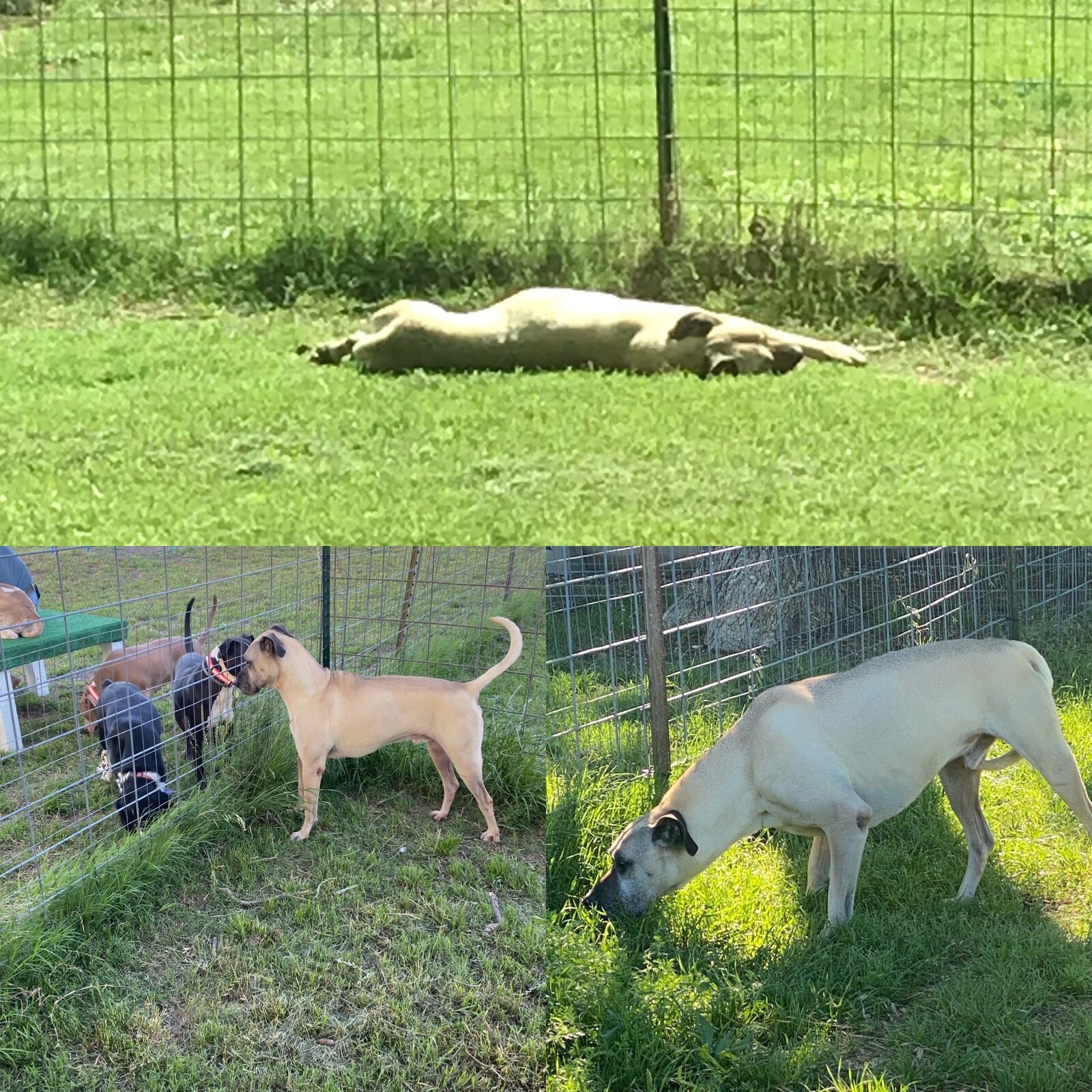 A dog stretched out sunbathing in the fenced run